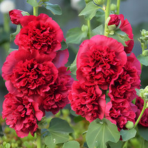 100 Seeds Alcea Nostalgia Red Garden - £4.64 GBP