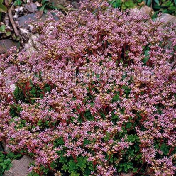 Sedum Stoloniferum 50 Seeds Fresh New - £6.80 GBP