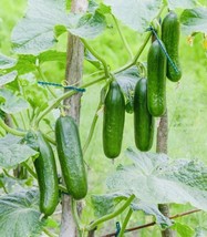 100 Harvest Tendergreen Burpless Cucumber Seeds Variety Fresh Gardening USA Ship - $15.29