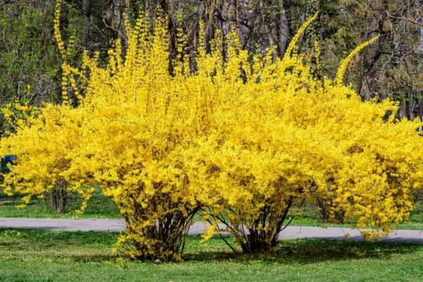 Weeping Forsythia Bush Seeds For Planting (50 Seeds) Forsythia Suspensa Garden - $21.92