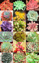 FROM US 40 Seeds MIX ECHEVERIA  VARIETY Rare Plant Exotic Succulent EC14 - £25.09 GBP