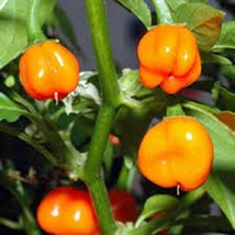 JGBOS Sell Pepper Seeds Habenero Orange Heirloom Non Gmo 100 Seeds Pepper Seeds - $9.00