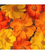 35 SEEDS COSMOS BRIGHT LIGHTS MIX HEIRLOOM SEEDS QUICKLY TRANSFORM GARDENS - $8.35