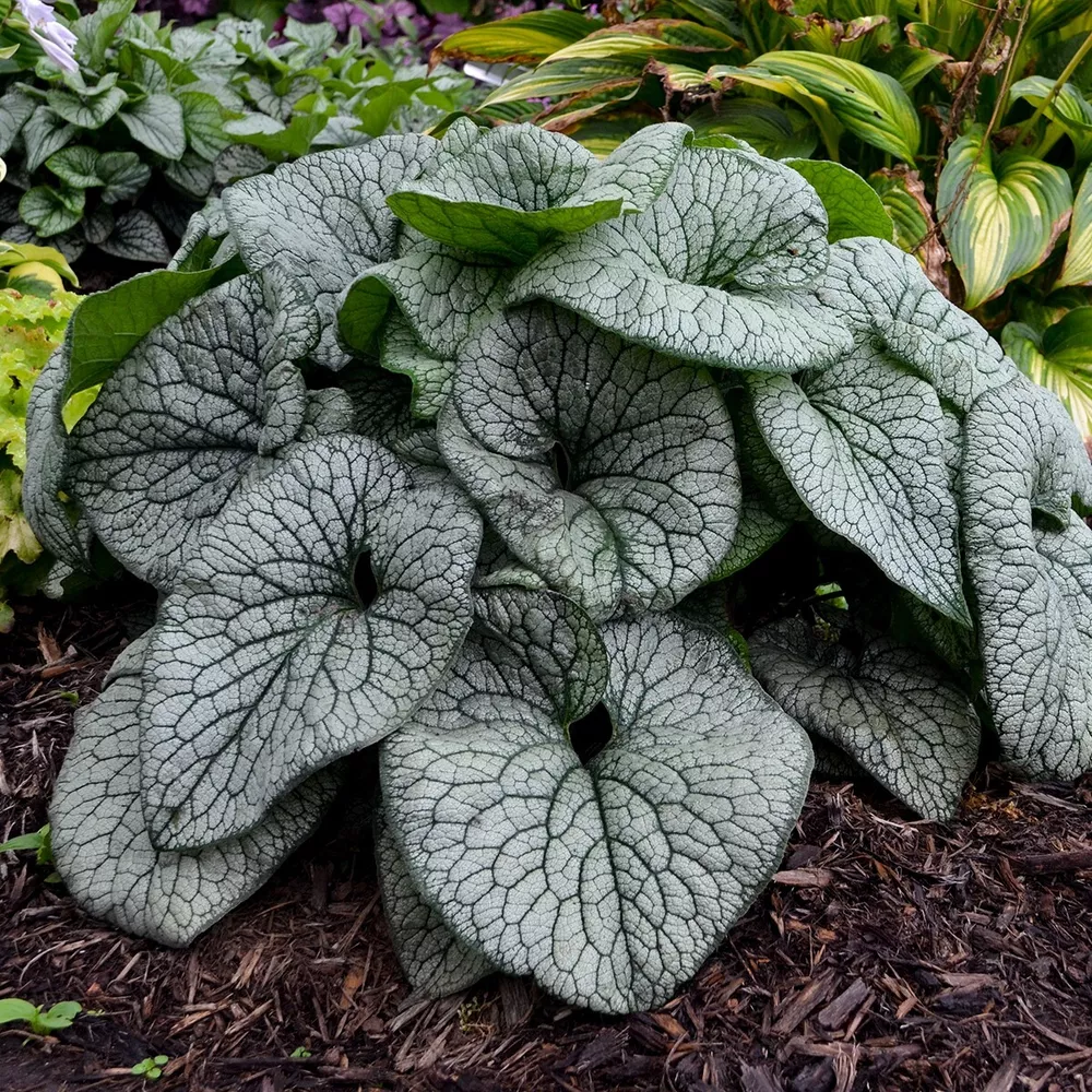 Brunnera Queen Of Hearts Well Rooted 5.25 Inch Pot Perennial Plant - $36.13