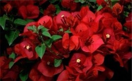 4 Pot Of San Diego Red Live Rooted Bougainvillea Plant Height &amp; Fullness... - £56.44 GBP