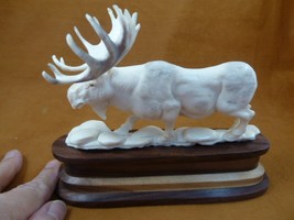 (moo-49) white Moose Elk bull walking shed ANTLER figurine on base Bali ... - $233.74