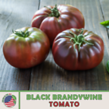 Black Brandywine Tomato 10 Seeds, Heirloom, Non-GMO, Genuine USA - £9.03 GBP