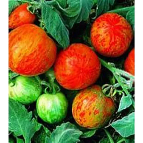 SR 50 Seeds Elberta Girl Tomato Juicy Tomatoe Vegetable Garden Planting ... - $8.95