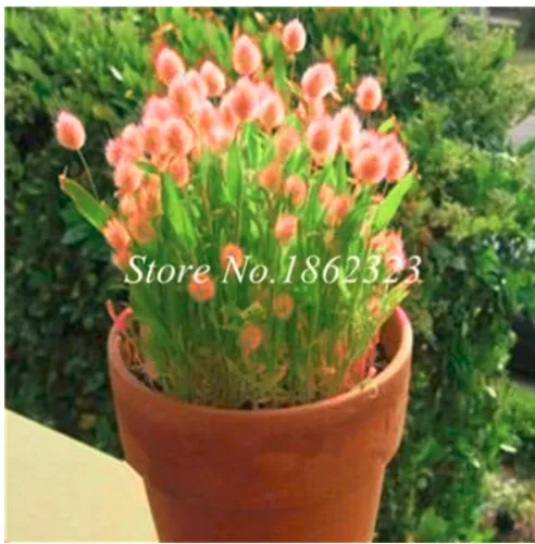 100 Ovatus Grass Seed Bunny Tails Grass Tropical Ornamental Plants - £5.49 GBP