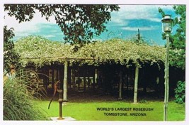 Postcard World&#39;s Largest Rosebush White Lady Banksia Tombstone Arizona - £2.26 GBP