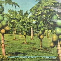 Papaya Trees in the Sunshine State Of Florida Vintage Postcard - £9.35 GBP