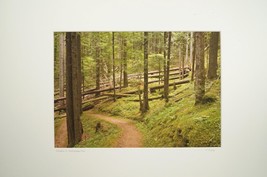 Tom Adams Photography Timber Blowdown Laughingwater Creek Trail Oregon Art 16x20 - £43.51 GBP