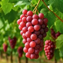 Red Flame Seedless Grape Vine - Fresh Fruit Tree for Home Garden - $149.90