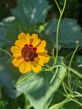 Coreopsis tinctoria Seeds – Golden Tickseed, Pollinator-Friendly, Fast-G... - €2,78 EUR+