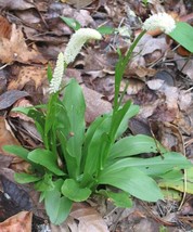 5 False Unicorn Plants Chamaelirium Luteum Bare Root Wildflower Star Root - $68.43 CAD