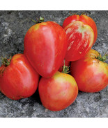 Fresh Garden Hungarian Heart Tomato Seeds | Heirloom | Oxheart Tomatoes - £7.44 GBP