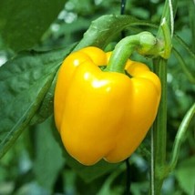 30+ Sweet Canary Yellow Bell Pepper Seeds ! Pepper! Non GMOplanting Vege... - $5.70
