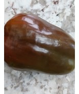 Organic Non-GMO Chocolate Bell Pepper Seeds 25 Seeds - $3.25