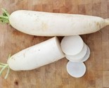 100 Seeds Radish Daikon Non-Gmo Fast Shipping - $8.99