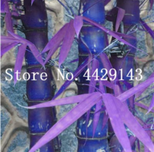 SL 30 Pcs New SL Indoor Bamboo Bonsai, House Good Luck Bamboo Pot, 100% ... - $52.35 MXN