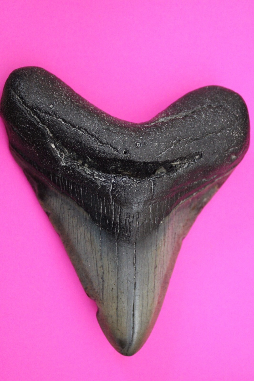 Authentic Megadolon Shark Tooth 4.29 Inches 179 Grams Fossil Dino Girl C... - $128.99