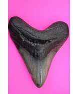 Authentic Megadolon Shark Tooth 4.29 Inches 179 Grams Fossil Dino Girl C... - $178.96 CAD