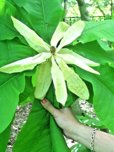 12 Umbrella Magnolia Seeds Magnolia Tripeta Fresh USA Fast Shipping - $12.40