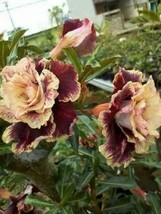 4 Cream Maroon Desert Rose Flower Seeds #STL17 - £14.36 GBP