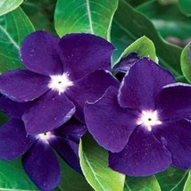 TH 40 Seeds Scented Dark Purple Vinca Flower Seeds / Long Lasting Annual - £11.67 GBP