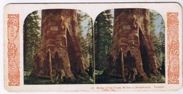 Stereo View Card Stereograph Tree Mother Of Forest Yosemite Valley California - £3.69 GBP