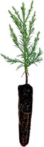 Live Garden Tree Giant Sequoia Small Plant Hardy Enough Best Gift Outdoor Yard - £36.67 GBP