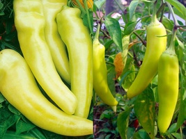 50+ Seeds Sweet Banana Pepper Yellow Vegetable Garden HEIRLOOM - £9.57 GBP