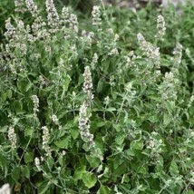 500 Catnip Flower Seeds US Seller Fast Shipping - £5.39 GBP