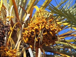 Barny Dates seeds Phoenix dactylifera rare sweet date palm tree semillas... - $8.44+