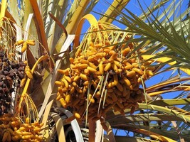 Barny Dates seeds Phoenix dactylifera rare sweet date palm tree semillas graines - £6.73 GBP+