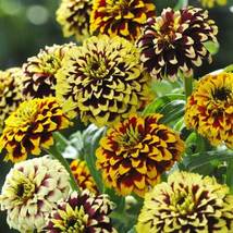 100 SEEDS Zinnia Haageana Jazzy Mixed Flower Seeds - £9.41 GBP