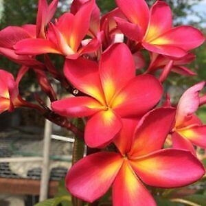 Primary image for 5 Pink Yellow Plumeria Seeds Plants Flower Flowers