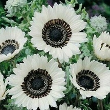 25 seeds snow white sunflower flowers perennial non gmo thumb200