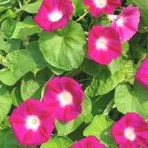 41+Red Morning Glory Flower Seeds Wildflower Climbing Flowering Vine Con... - $8.99