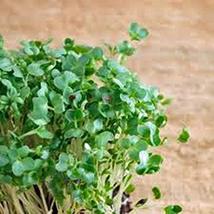 Curled Cress Seed, Sprouts, Heirloom, 200 Seeds, Broadleaf, Micro Greens - £7.16 GBP