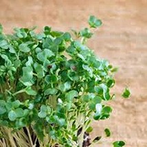 Curled Cress Seed, Sprouts, Heirloom, 200 Seeds, Broadleaf, Micro Greens - £7.04 GBP