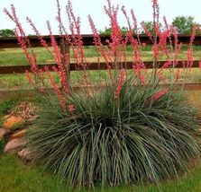 50 Seeds Texas Red Yucca Hesperaloe parviflora Hummingbird Redflower samandoque - £31.90 GBP