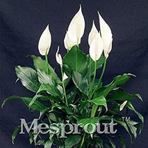 PWO Fresh 100 Pcs/Bag,Spathiphyllum Bonsai, Potted Balcony, Planting Is Simple,  - £6.68 GBP