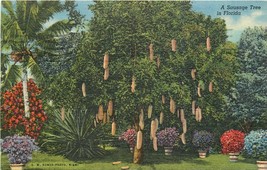 Linen FL Postcard I325 Cancel 1961 A Sausage Tree in Florida Palms Curteich - £4.81 GBP