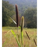 100 Foxtail Millet Ornamental Grass Flower Seeds Fresh Garden Fast Shipping - $14.90