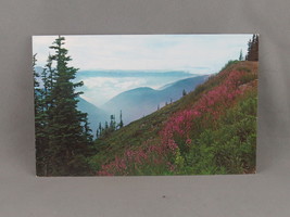 Vintage Postcard - Summer Flowers Olympic Mountains - National Park Commission - £11.75 GBP