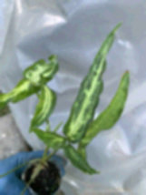 Syngonium Podophyllum Variegated deep cut arrow head plant. - $15.50