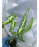 Syngonium Podophyllum Variegated deep cut arrow head plant. - $25.98 CAD