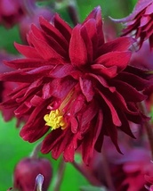 15 Seeds Columbine Bordeaux Barlow Aquilegia vulgaris Flower - £6.59 GBP