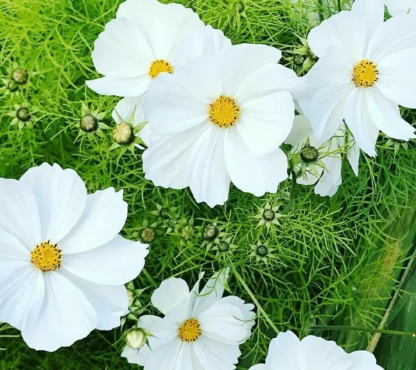 Dwarf Cosmos Flower White Purity 40 Authentic Seeds Fresh Garden - £7.88 GBP